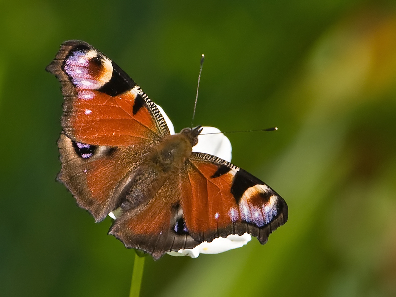 Inachis io Peacock butterfly Dagpauwoog
